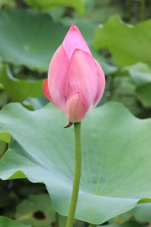 夏天最美的,莫过于荷花.荷花素有"出淤泥而不染"的美誉(2018.6-7)拍照