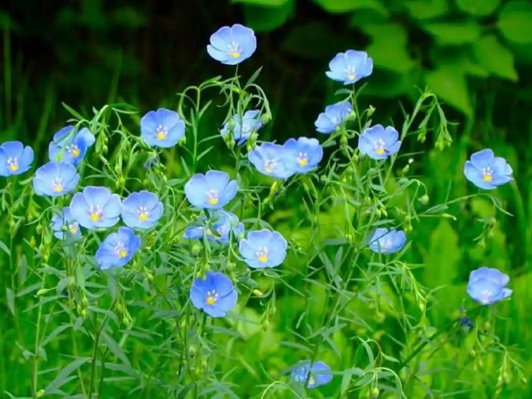 蓝亚麻(宿根亚麻) 蓝亚麻(linum perenne l.