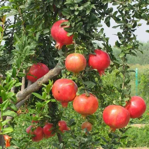 石榴树树苗突尼斯软籽石榴苗庭院盆栽地栽当年结果南北方种植特大