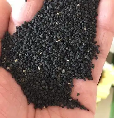 2021年甘肃纯新黄芩种籽