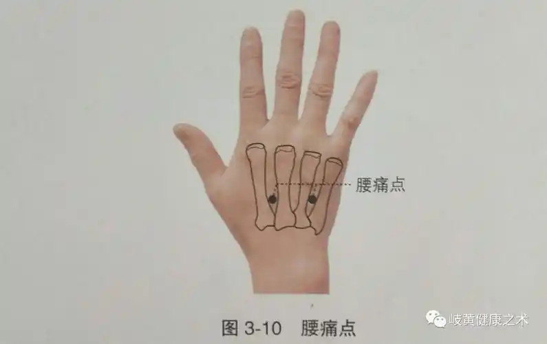 穴位经外奇穴之五十腰痛点