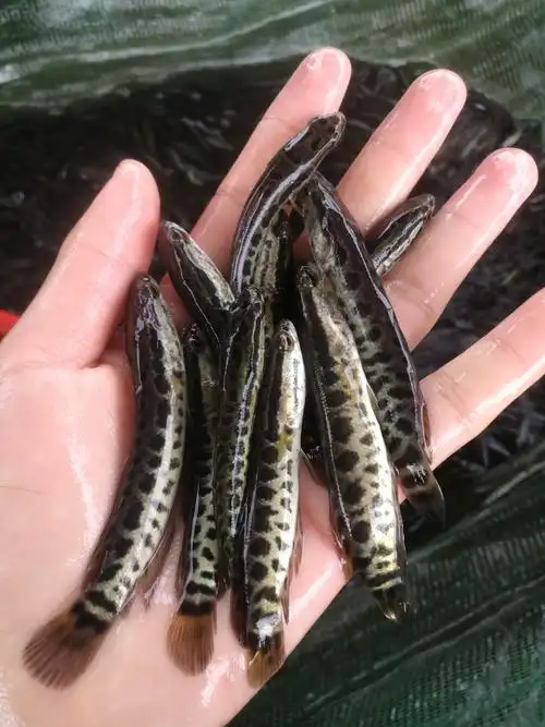 生鱼苗黑鱼苗批发黑鱼苗价格黑鱼养殖技术