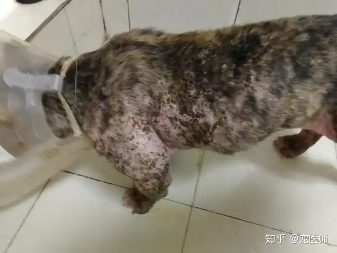 谈谈狗狗的皮肤病,一只犬全身性蠕形螨 - 知乎