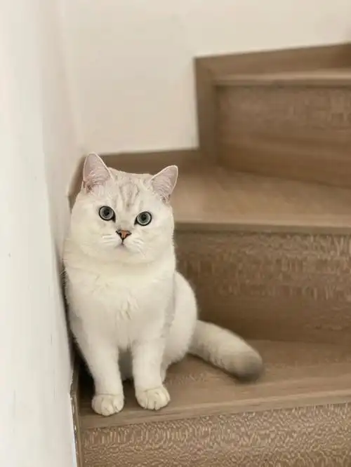 有偿银渐层公猫借配