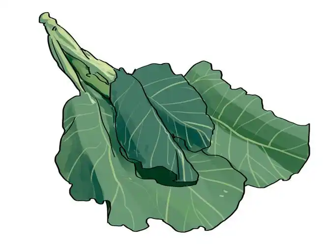 白色的菜梗和红得发紫的叶子是它的特征,最常被用来做生菜沙拉,含有