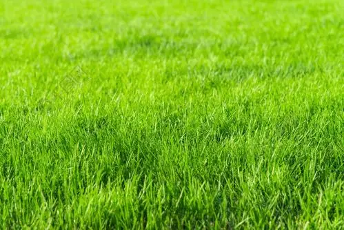 绿草地小草特写高清图片