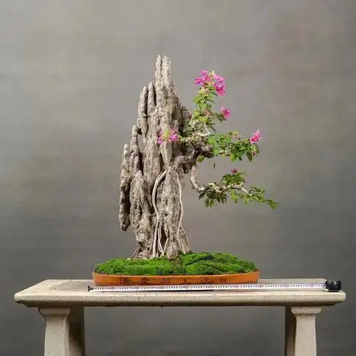 盆景艺术  #盆景  #三角梅开花