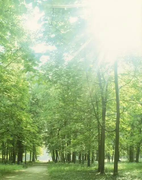 参天大树和阳光图片第25张