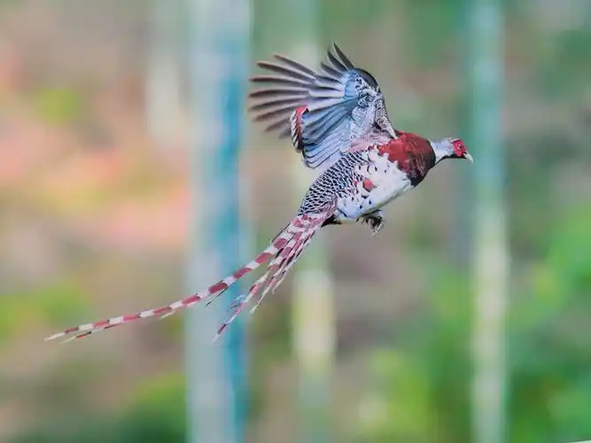 难得一见的世界珍稀鸟类摄影展