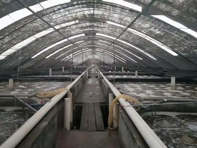 养虾的早春投苗注意事项