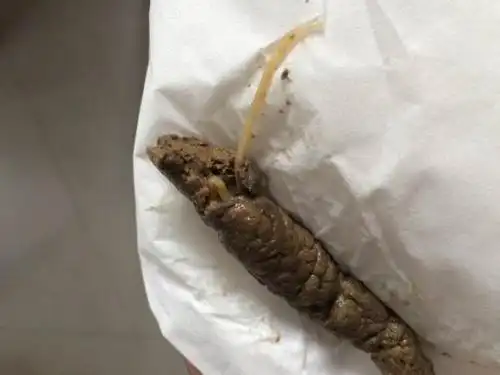 我家的小狗今天吃完驱虫药,还在拉很多绦虫,好恐怖!
