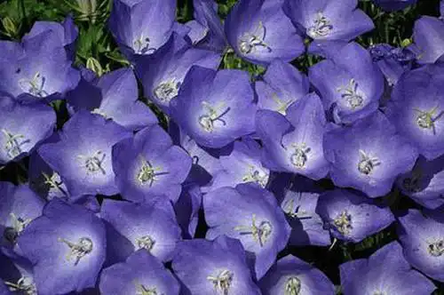 500百万彩票网址