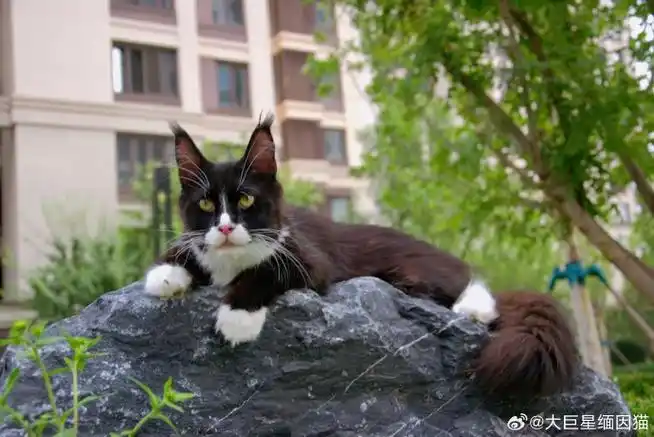 【萌宠大片】4个半月大的黑白缅因猫frederic弟弟:石上的贵族风采,等