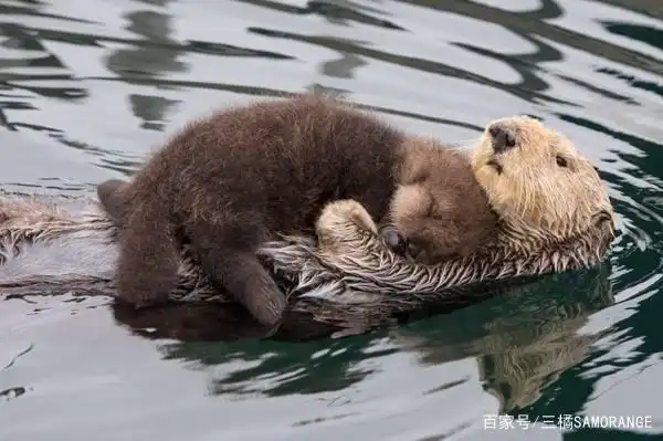 热爱擦香香的海獭(hai ta)!