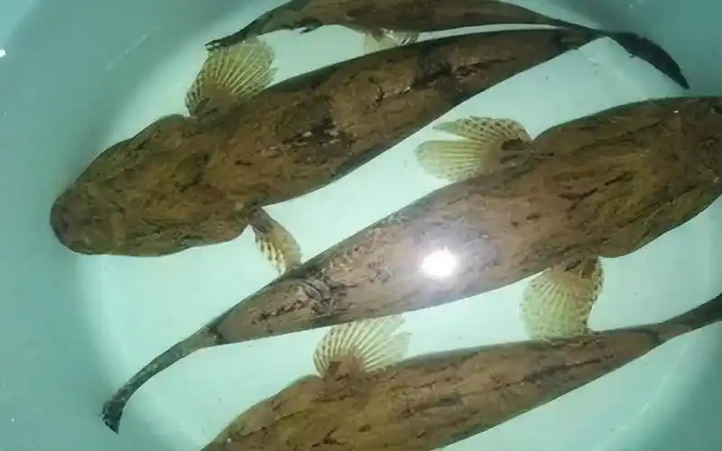 让钓鱼人憎恶的"趴地虎",如今1斤70难买到,它为何这么值钱?