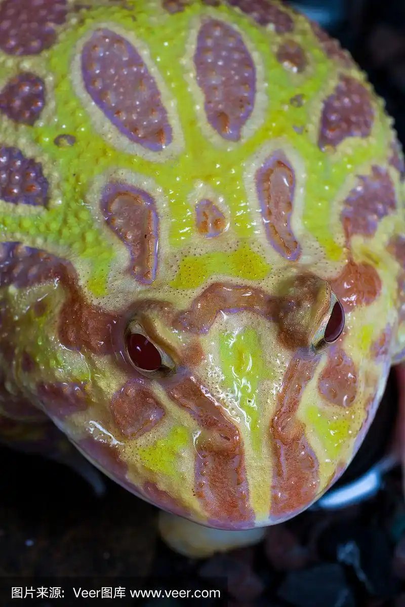 网纹角蟾,白化病者,青蛙,角蟾,吃豆人