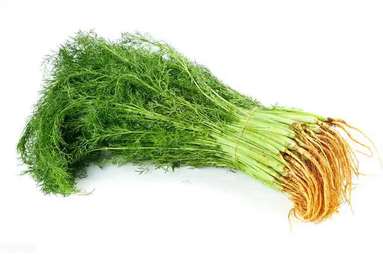 冬天茴香是个宝冬天有茴香吗