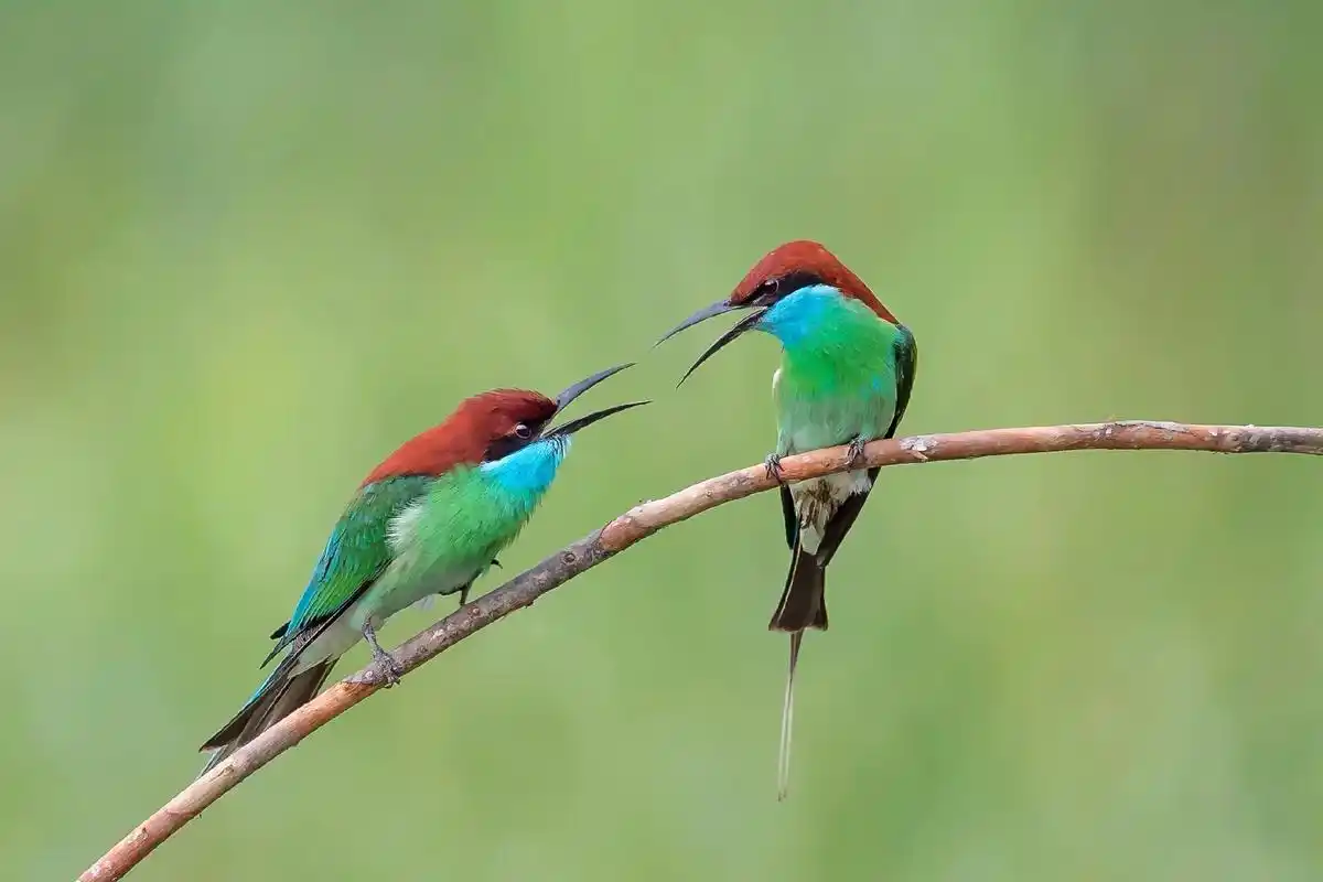 蓝喉蜂虎:被誉为中国最美小鸟#鸟类摄影 #人与自然和谐共处  - 抖音