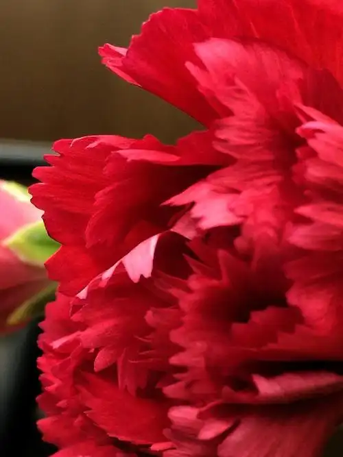 【图】红火的康乃馨-蜂鸟摄影论坛