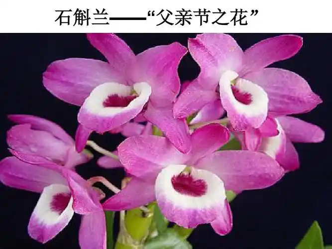 石斛兰——"父亲节之花"
