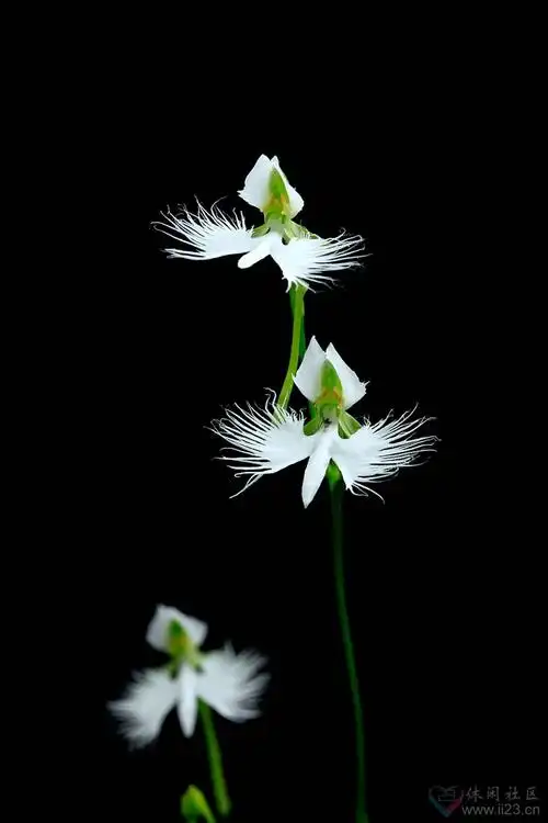 白鹭花花语神秘飞翔寻梦