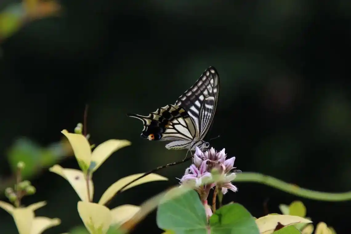 图虫图片.彩蝶 初夏微风徐徐,伴随彩蝶飞舞,镜头也不由得跟着 - 抖音