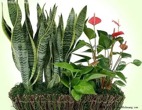 同样是植物盆景,但是虎皮兰花却格外的受人喜欢.