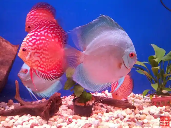 经典淡水"观赏鱼"优雅高贵而惊艳