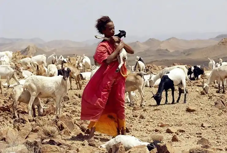 如何评价沙漠之花的原型华莉丝迪里