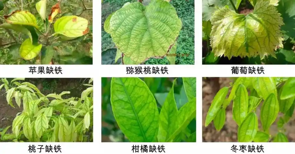 但是近几年,南方也开始出现缺铁症状,特别是广西,几百万亩柑橘至少有