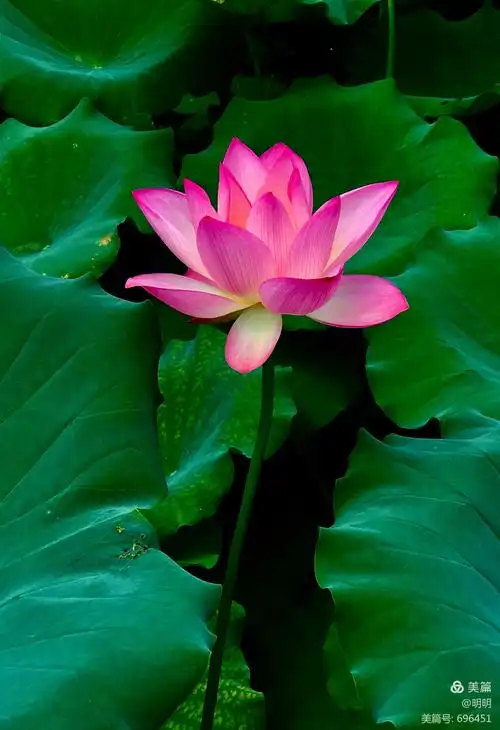 荷花盛开的季节(2020年手机拍摄)