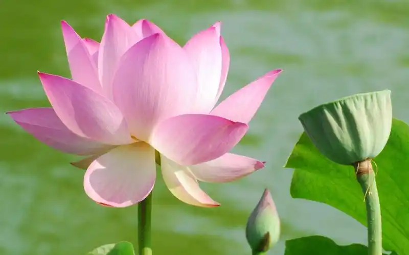 w7桌面荷花高清壁纸