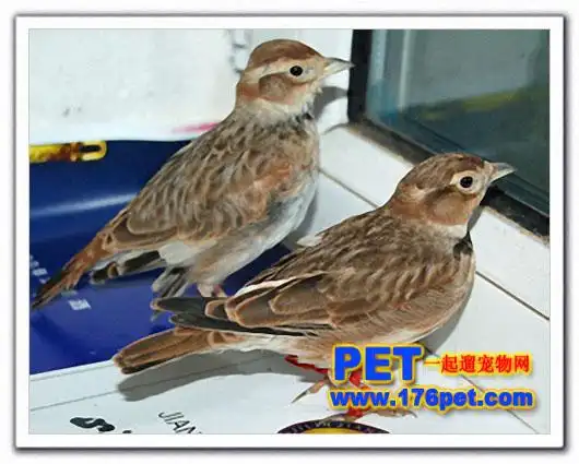 河北省顺平县宠物百灵鸟养殖场 的poco空间