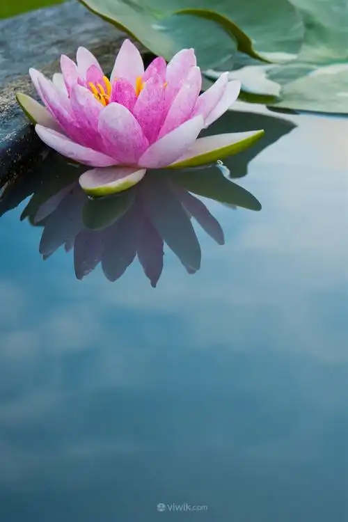 水面漂浮荷花鲜花图片