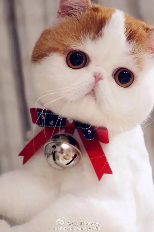 (萌货猫咪)暴躁小loli ^o^ 网络收集 可爱 装扮 壁纸 萌物 头像 动物