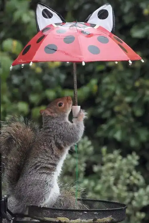 其中,蜗牛家族对各类"雨伞"的运用可谓炉火纯青.
