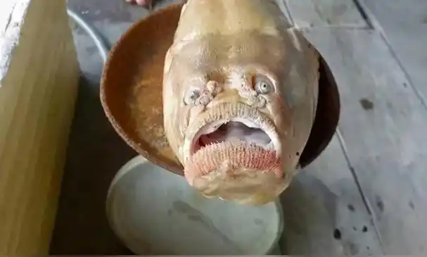 出海捕到人面鱼!张嘴皱眉像苦瓜脸丑人 33岁渔民吓到不敢吃