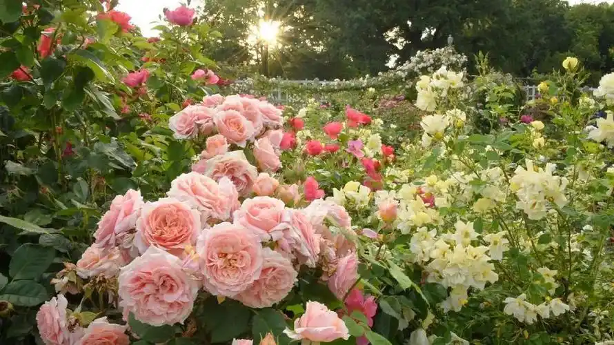 纽约周边8大浪漫玫瑰花园盘点