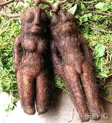 甘肃发现酷似男女"人形"何首乌