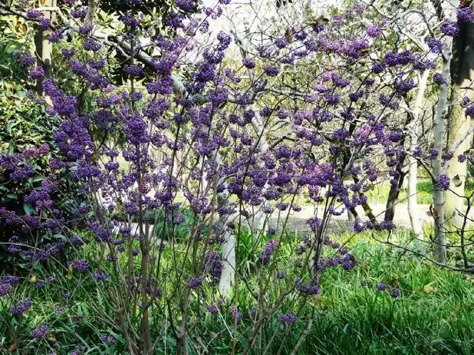 紫珠_百科_植物百科_中国园林绿化网