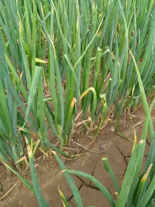 各位老师好,给看看这大葱什么病害?谢谢.