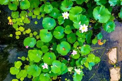 俯拍视角下池塘中盛开的荷花