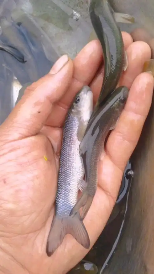 华鲮(俗称:青龙棒,桃花棒,野鲮鱼,青衣子.