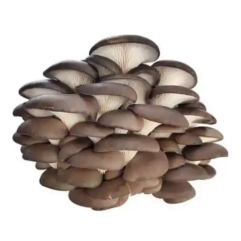 聚划算:平菇-菌种【玉米芯专用】 不含盆 玉米芯蘑菇简单操作菌种食用