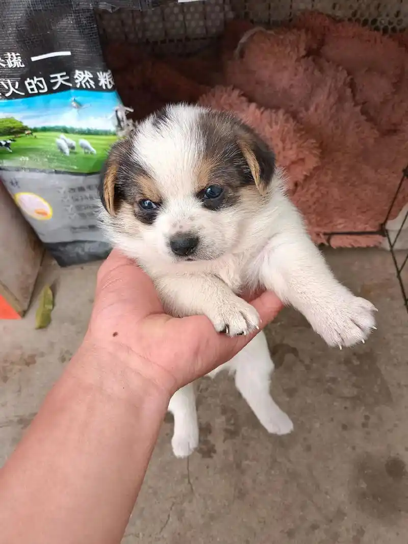 柯基串免费送换鸽子