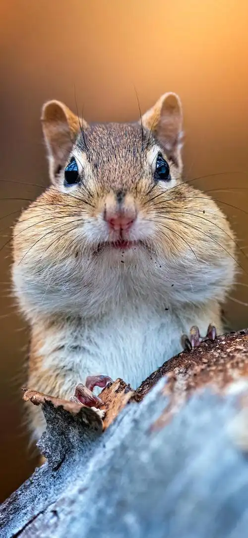 小松鼠可爱风手机壁纸_松鼠鼓腮帮子高清手机壁纸_三千图片网