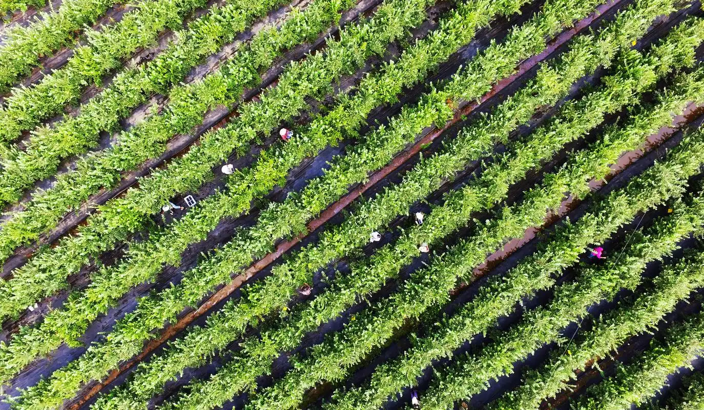 重庆南川:蓝莓产业助力乡村振兴_种植