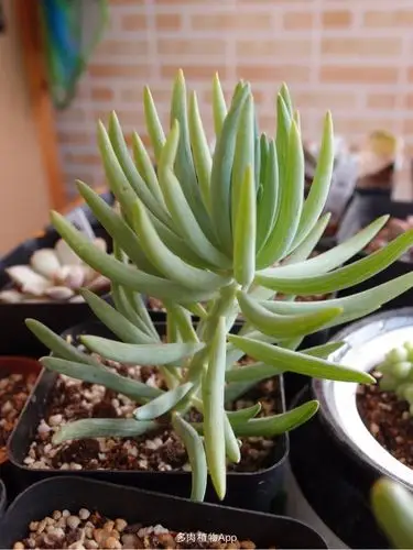 家有鲜肉 本宫的新宠蓝月亮!赠品出身,凭实力上位!