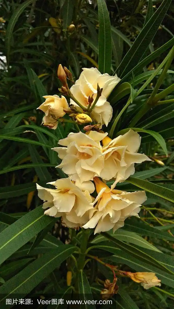 黄色,夹竹桃,叶子,绿色,黑色