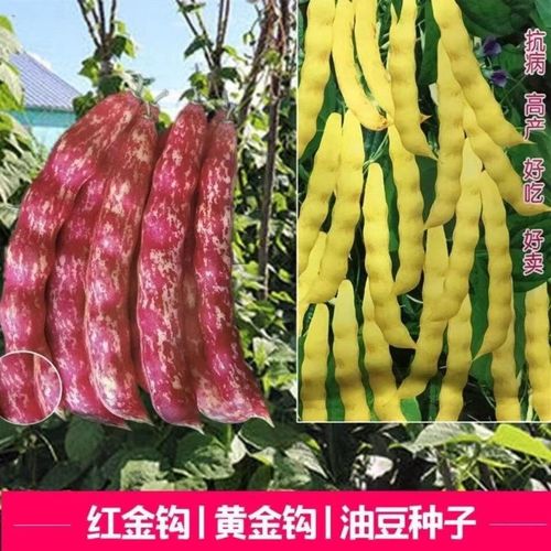 早熟东北黄金钩豆角种子红金钩豆角种子油豆角籽种子蔬菜种子大全